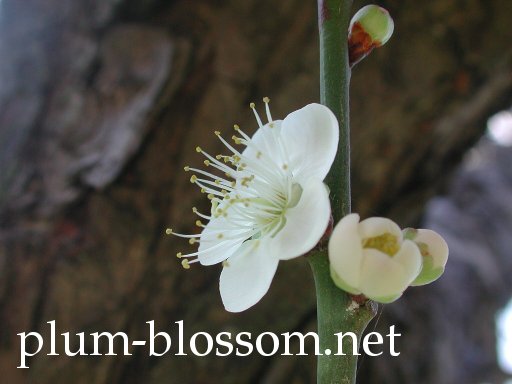 plum-blossom.net